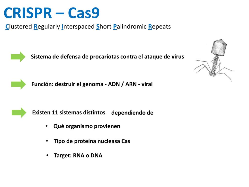 CRISPR – Cas9 Clustered Regularly Interspaced Short Palindromic Repeats. Sistema de defensa de procariotas contra el ataque de virus.