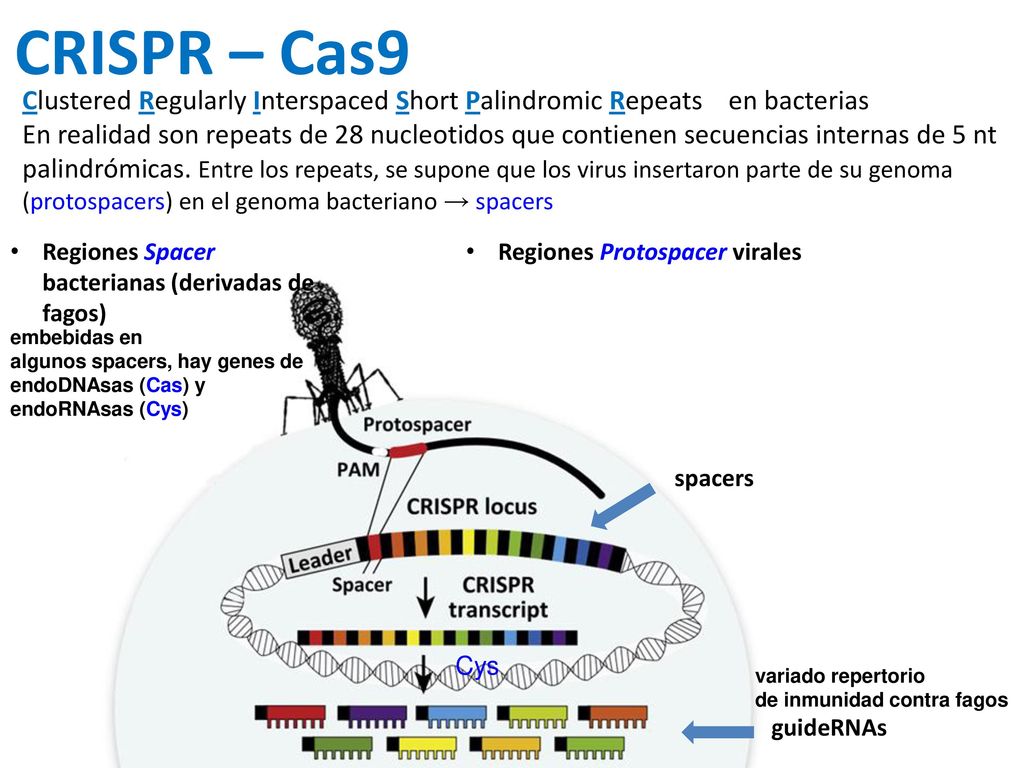 CRISPR – Cas9 Clustered Regularly Interspaced Short Palindromic Repeats en bacterias.