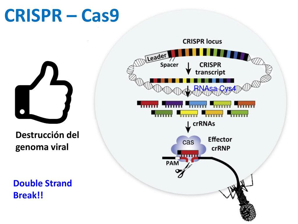 CRISPR – Cas9 Destrucción del genoma viral Double Strand Break!!