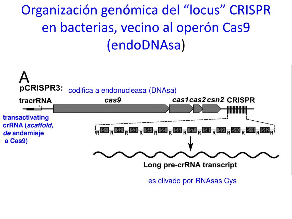Organización genómica del locus CRISPR en bacterias, vecino al operón Cas9 (endoDNAsa)