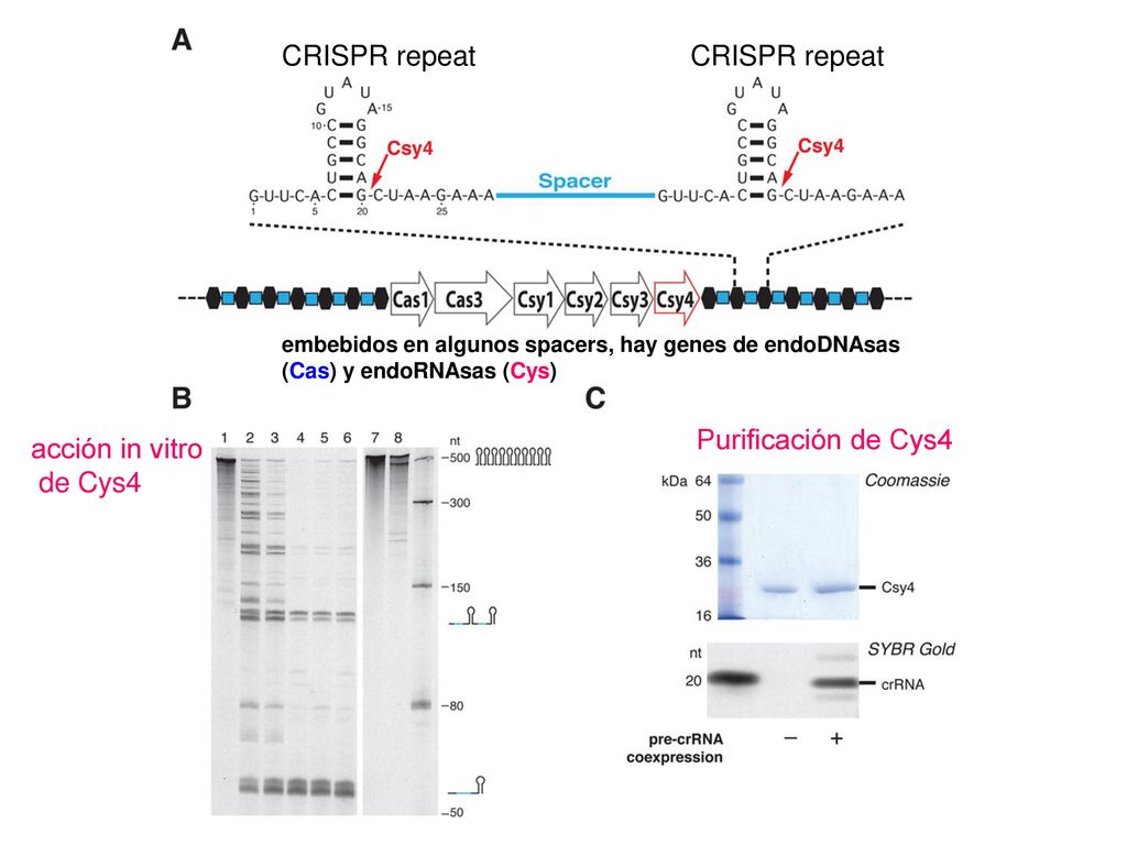 CRISPR repeat CRISPR repeat Purificación de Cys4 acción in vitro