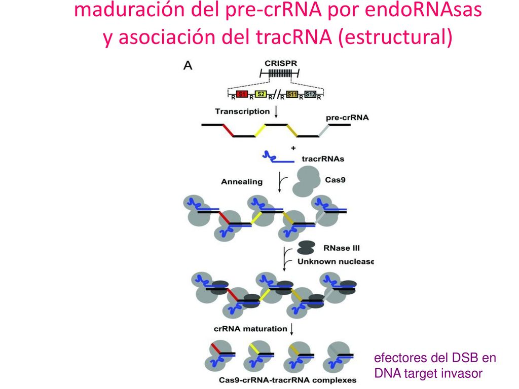 maduración del pre-crRNA por endoRNAsas y asociación del tracRNA (estructural)