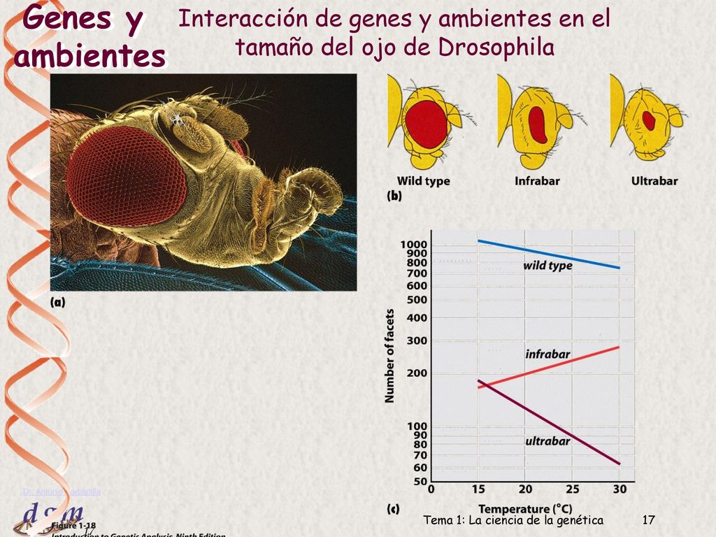 Genes y ambientes Interacción de genes y ambientes en el