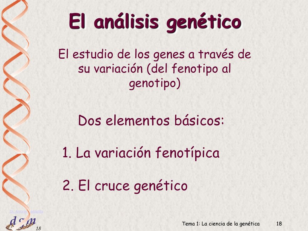 El análisis genético Dos elementos básicos: 1. La variación fenotípica