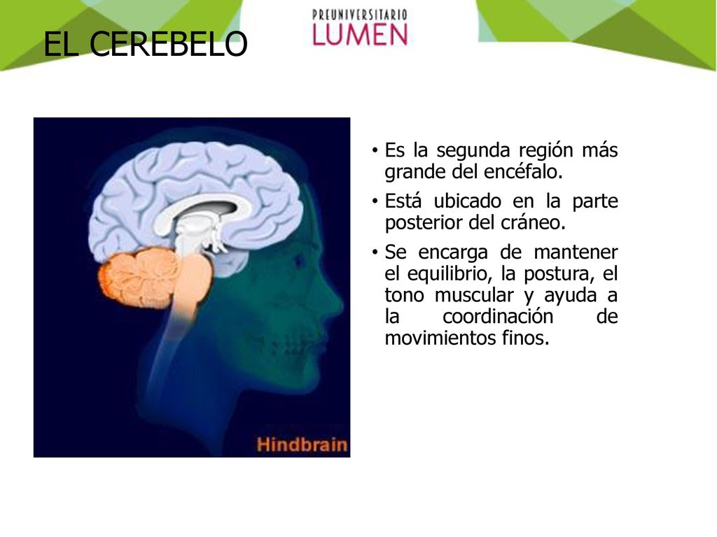 EL CEREBELO Es la segunda región más grande del encéfalo.