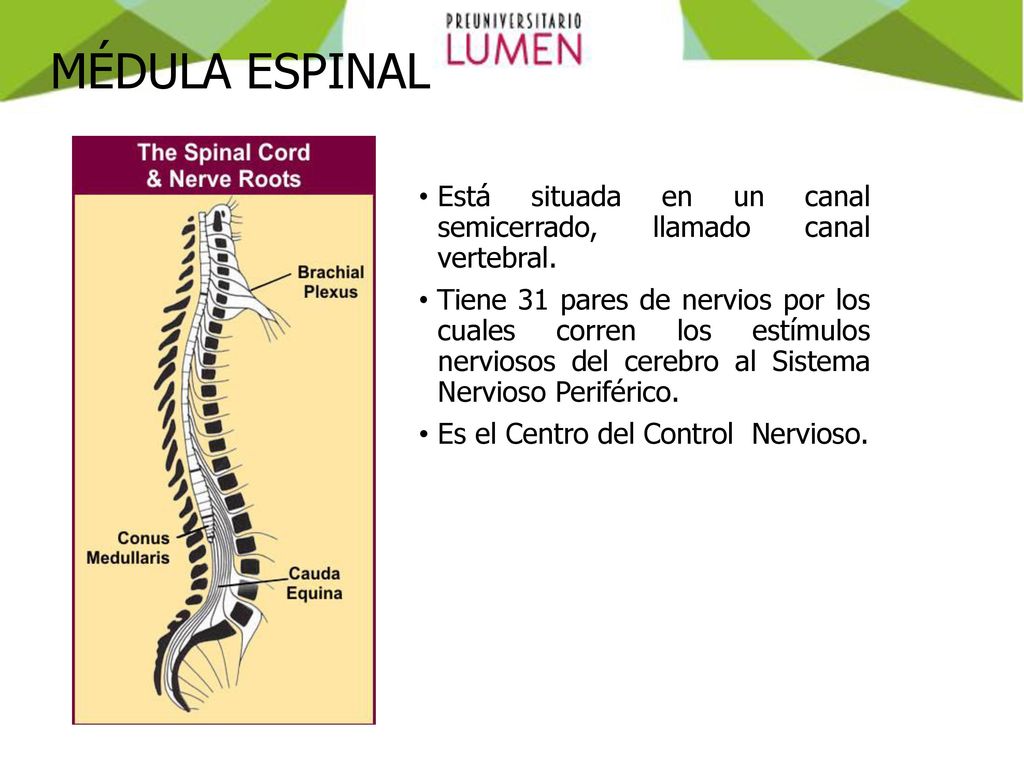 MÉDULA ESPINAL Está situada en un canal semicerrado, llamado canal vertebral.