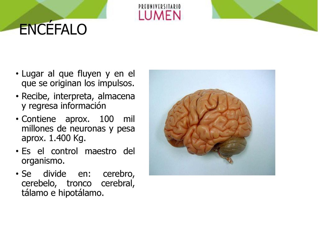 ENCÉFALO Lugar al que fluyen y en el que se originan los impulsos.