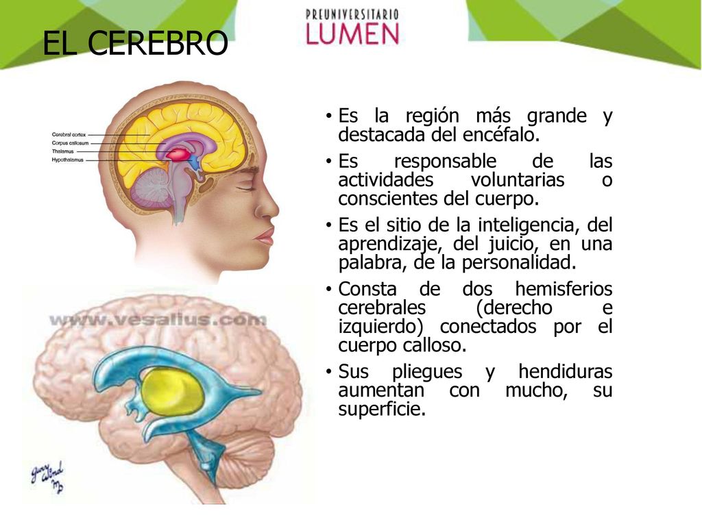 EL CEREBRO Es la región más grande y destacada del encéfalo.
