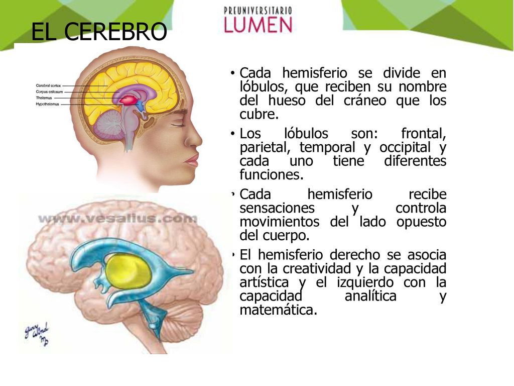 EL CEREBRO Cada hemisferio se divide en lóbulos, que reciben su nombre del hueso del cráneo que los cubre.