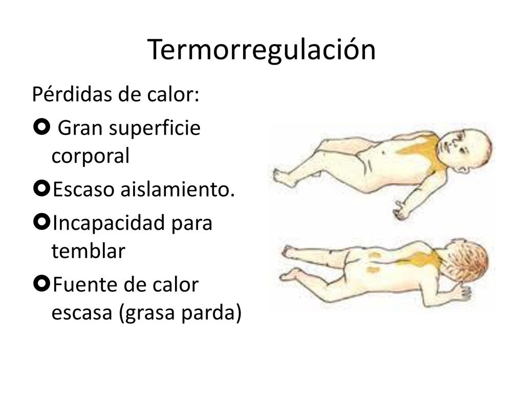 Termorregulación Pérdidas de calor: Gran superficie corporal