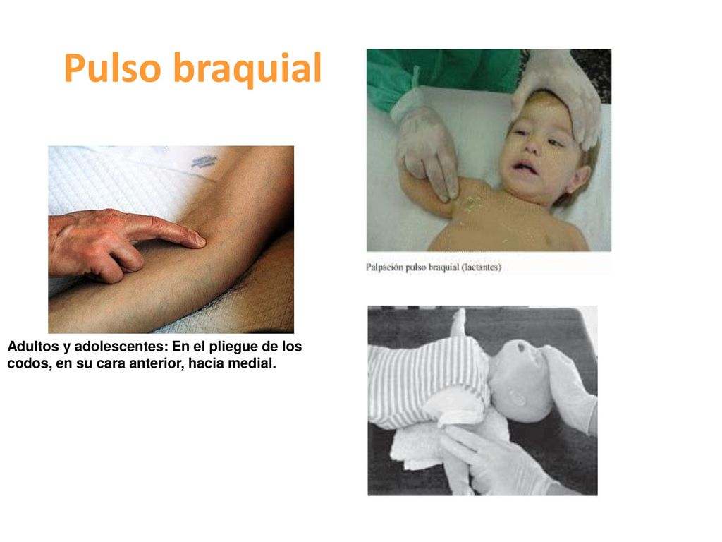 Pulso braquial Adultos y adolescentes: En el pliegue de los codos, en su cara anterior, hacia medial.