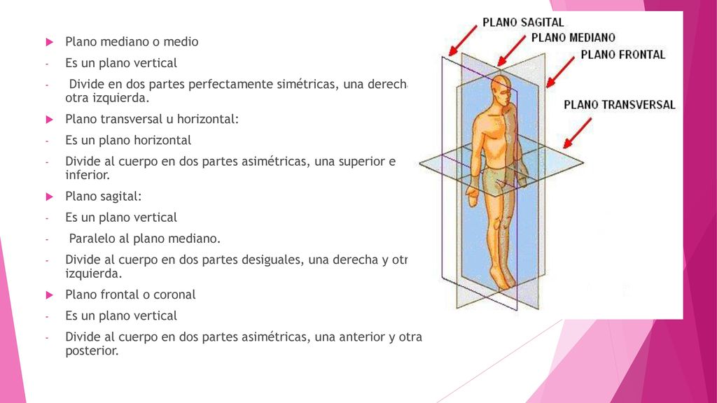 Plano mediano o medio Es un plano vertical. Divide en dos partes perfectamente simétricas, una derecha y otra izquierda.