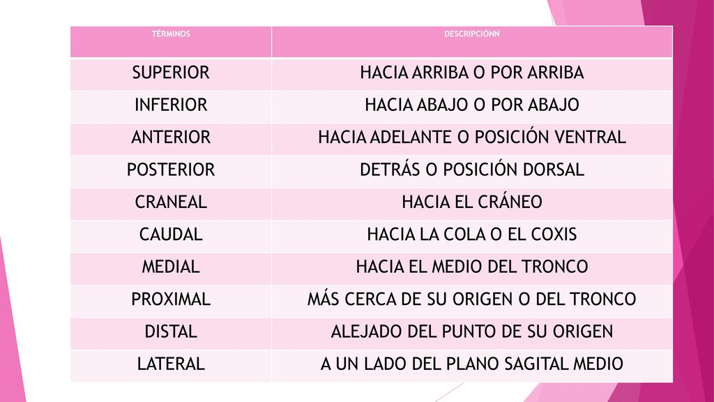 HACIA ARRIBA O POR ARRIBA INFERIOR HACIA ABAJO O POR ABAJO ANTERIOR