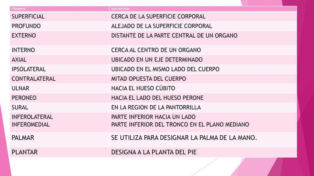SE UTILIZA PARA DESIGNAR LA PALMA DE LA MANO. PLANTAR