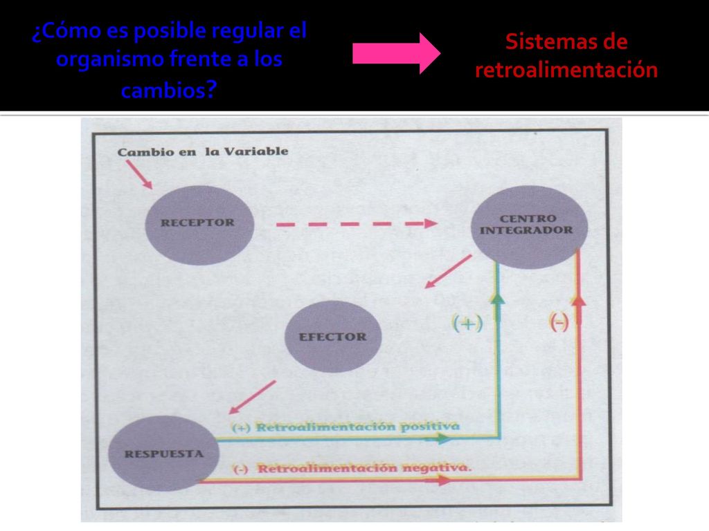 ¿Cómo es posible regular el organismo frente a los cambios