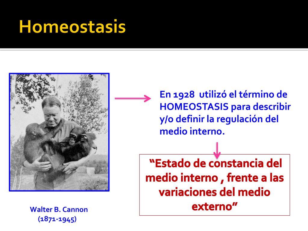 Homeostasis En 1928 utilizó el término de HOMEOSTASIS para describir y/o definir la regulación del medio interno.