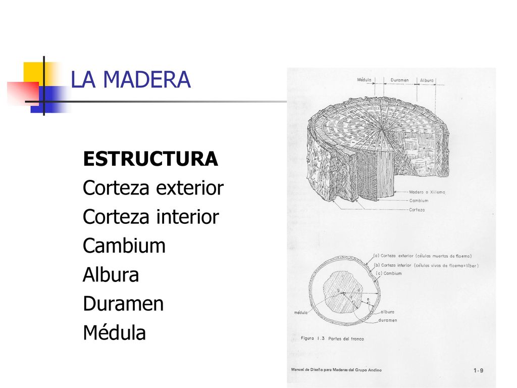 LA MADERA ESTRUCTURA Corteza exterior Corteza interior Cambium Albura