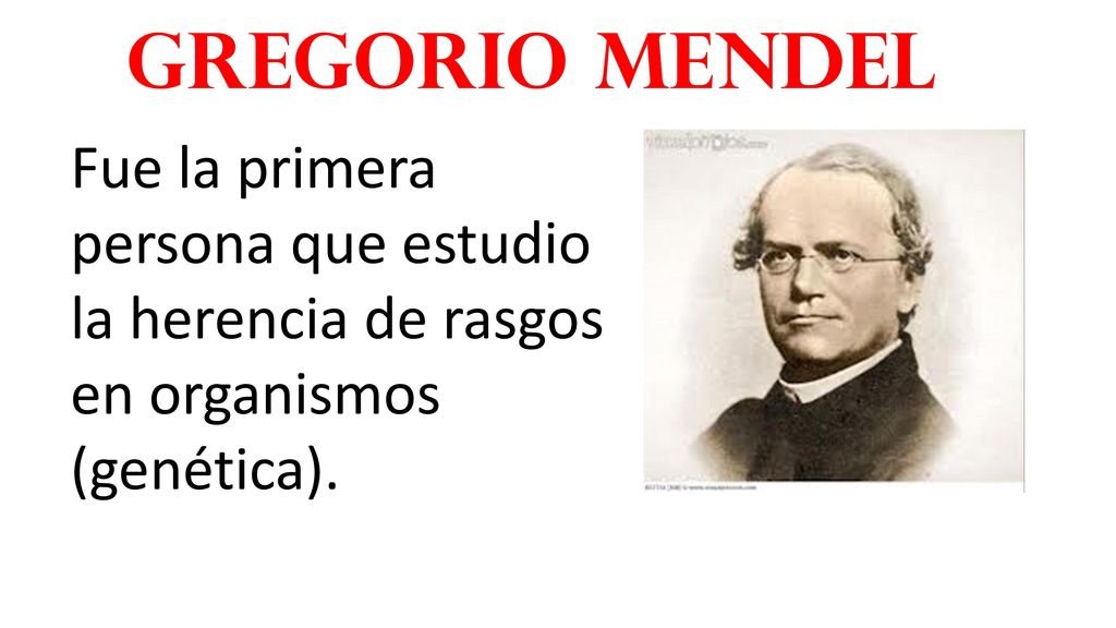 Gregorio Mendel Fue la primera persona que estudio la herencia de rasgos en organismos (genética).
