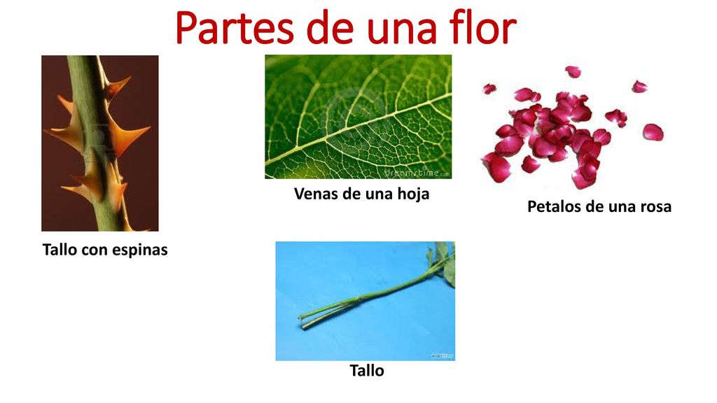 Partes de una flor Venas de una hoja Petalos de una rosa