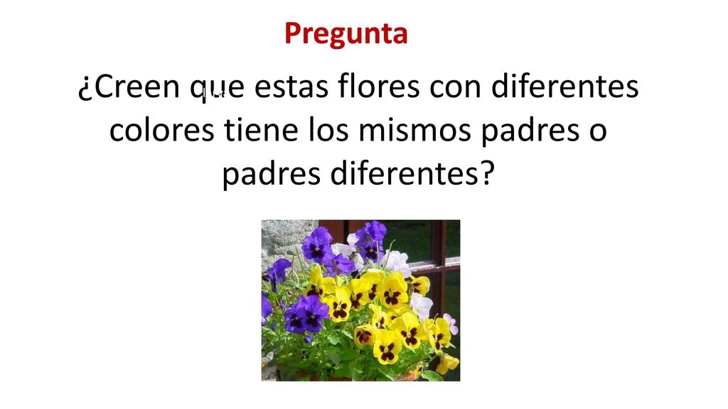 Pregunta ¿Creen que estas flores con diferentes colores tiene los mismos padres o padres diferentes
