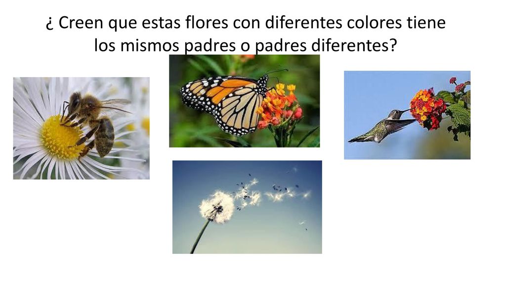 ¿ Creen que estas flores con diferentes colores tiene los mismos padres o padres diferentes