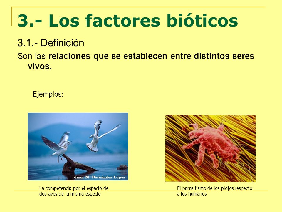 3.- Los factores bióticos