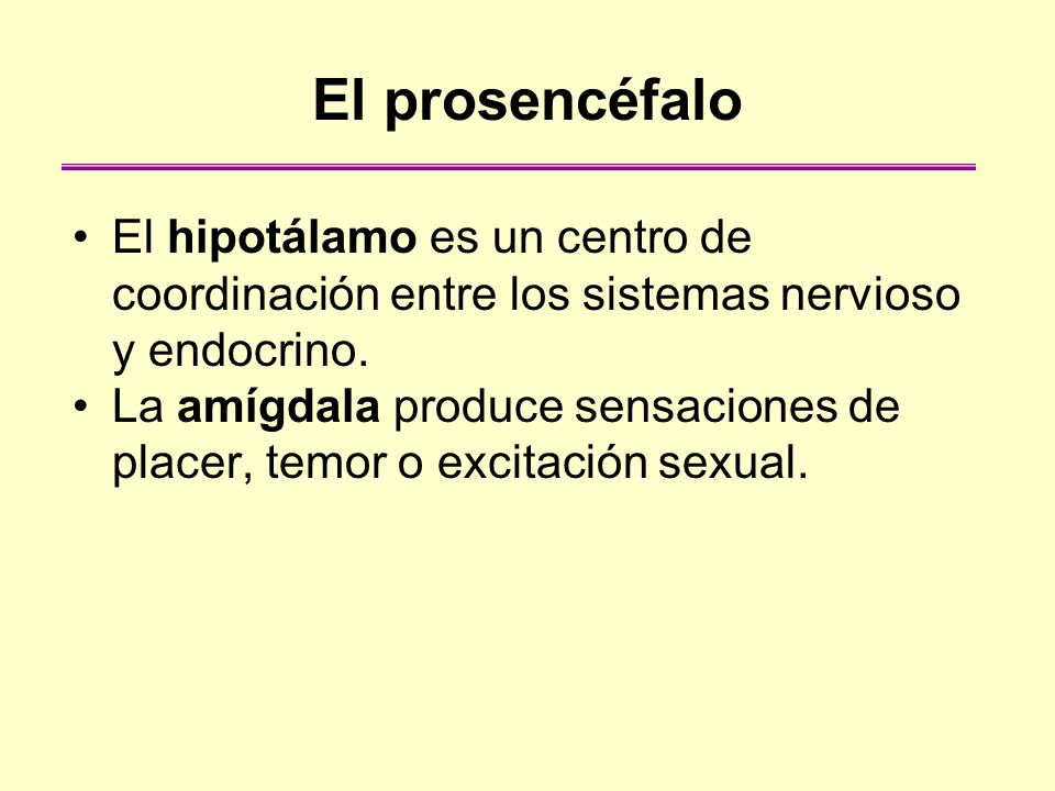 El prosencéfalo El hipotálamo es un centro de coordinación entre los sistemas nervioso y endocrino.