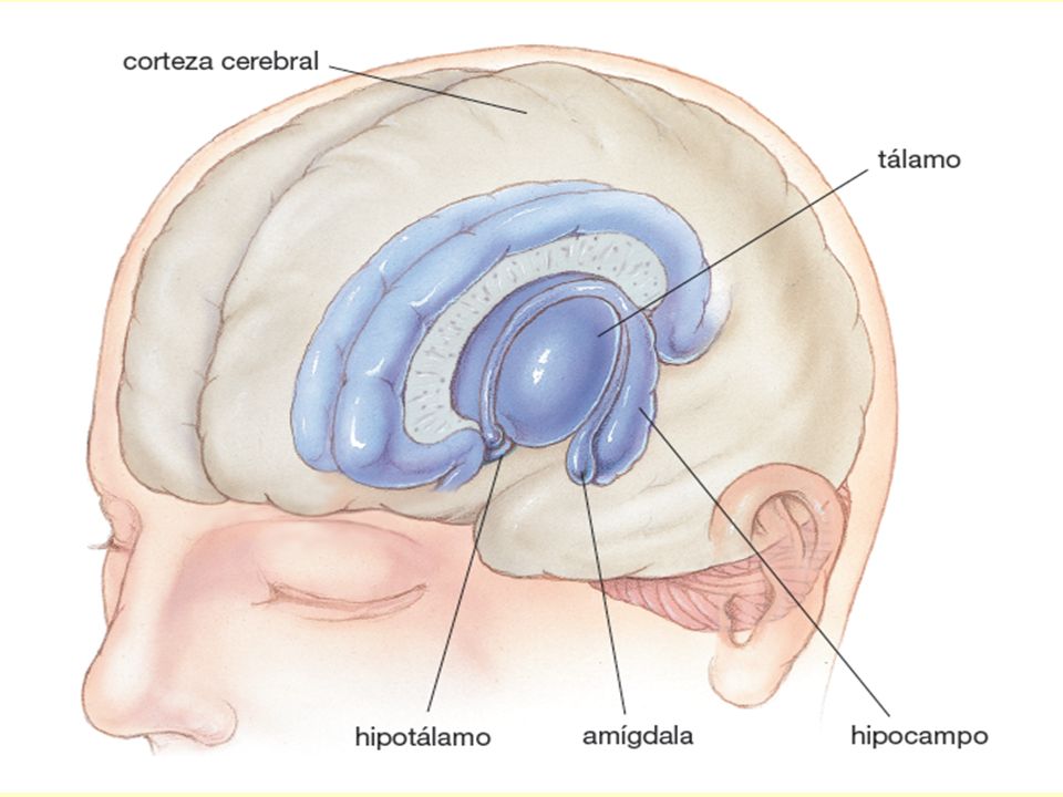 FIGURE The limbic system and thalamus