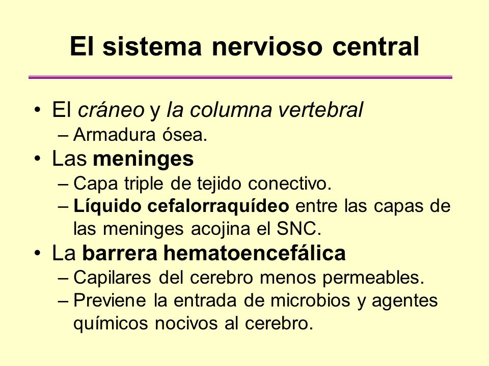 El sistema nervioso central