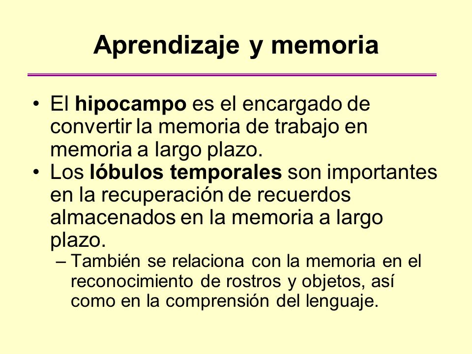 Aprendizaje y memoria El hipocampo es el encargado de convertir la memoria de trabajo en memoria a largo plazo.