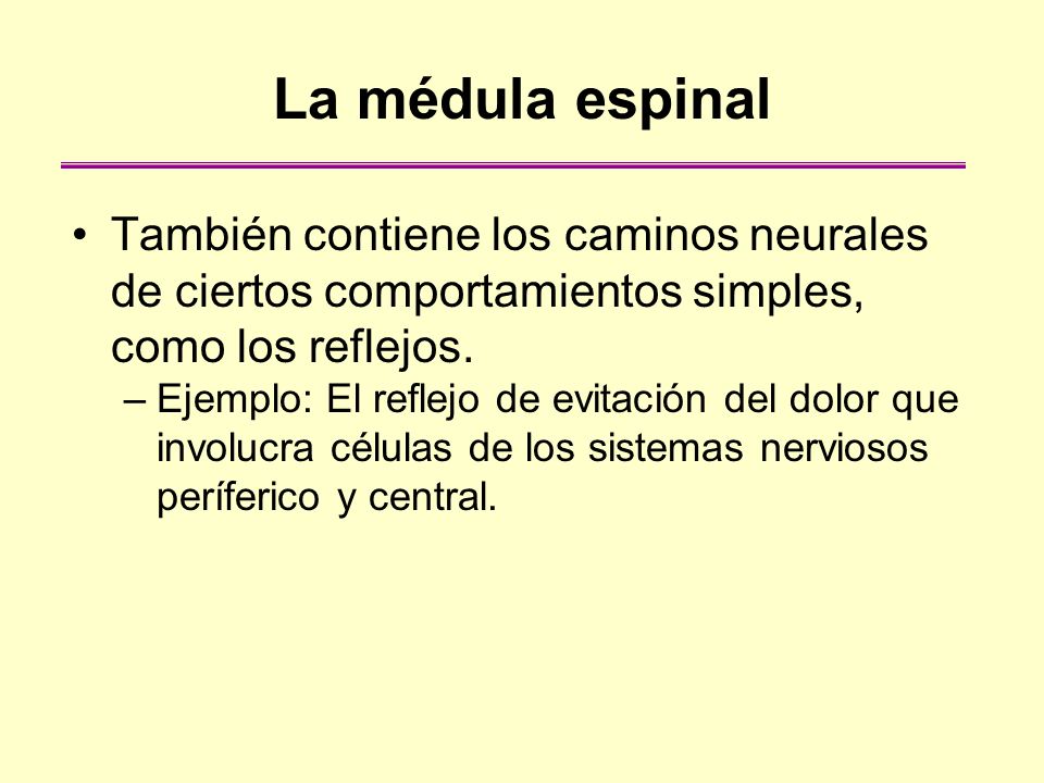 La médula espinal También contiene los caminos neurales de ciertos comportamientos simples, como los reflejos.
