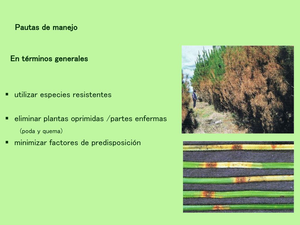 Pautas de manejo En términos generales. utilizar especies resistentes. eliminar plantas oprimidas /partes enfermas.