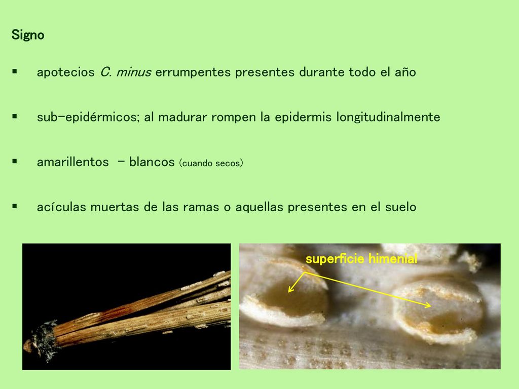 Signo apotecios C. minus errumpentes presentes durante todo el año. sub-epidérmicos; al madurar rompen la epidermis longitudinalmente.
