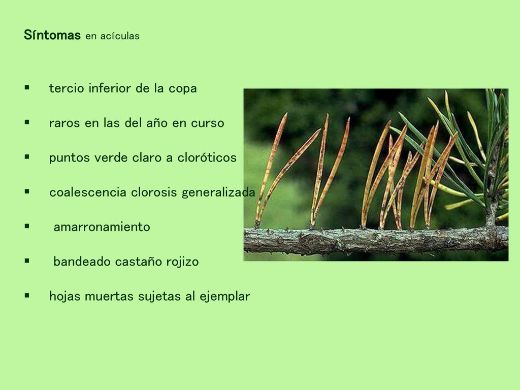 Síntomas en acículas tercio inferior de la copa. raros en las del año en curso. puntos verde claro a cloróticos.