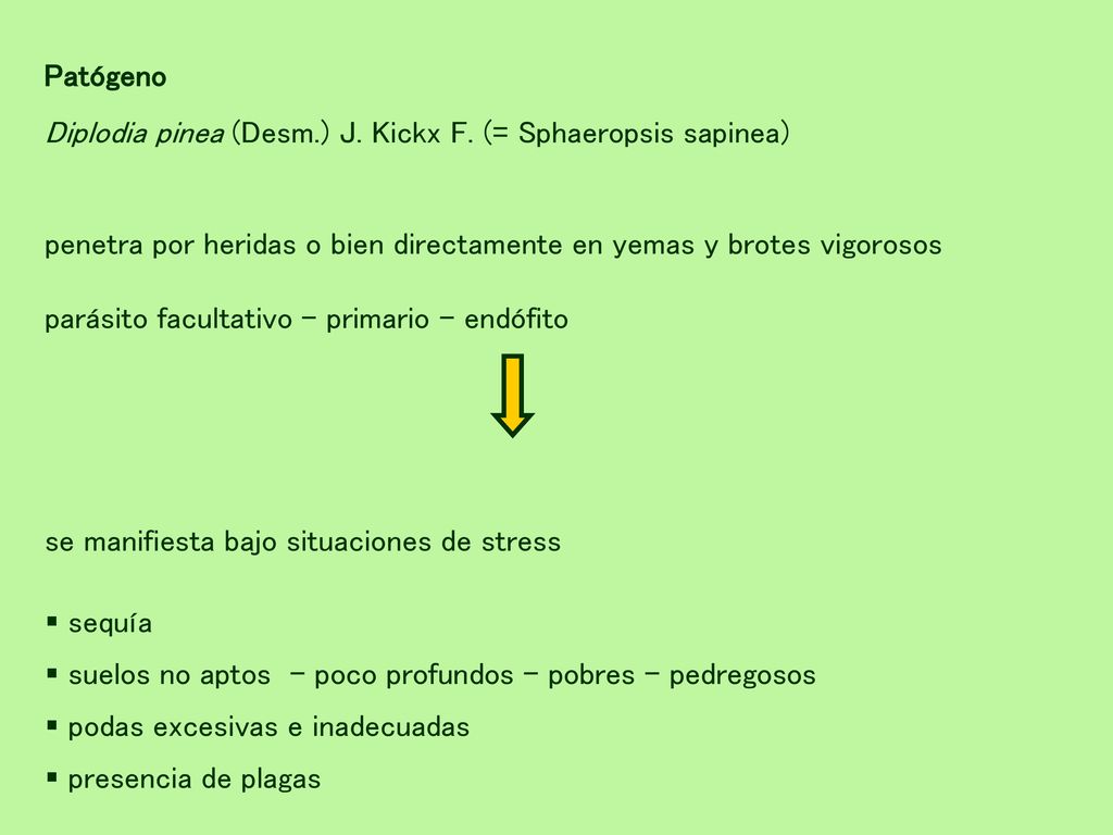 Patógeno Diplodia pinea (Desm.) J. Kickx F. (= Sphaeropsis sapinea) penetra por heridas o bien directamente en yemas y brotes vigorosos.