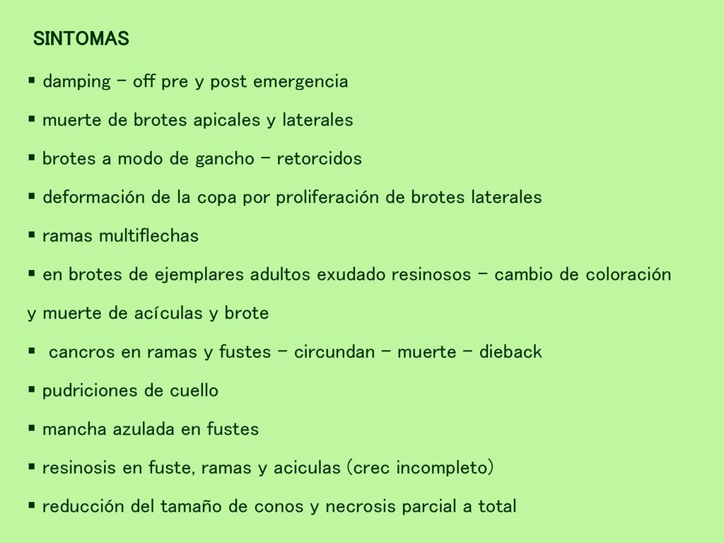 SINTOMAS damping – off pre y post emergencia. muerte de brotes apicales y laterales. brotes a modo de gancho - retorcidos.