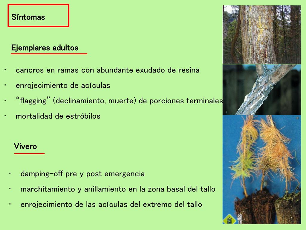 Síntomas Ejemplares adultos. cancros en ramas con abundante exudado de resina. enrojecimiento de acículas.