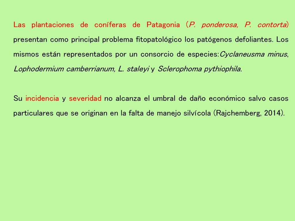 Las plantaciones de coníferas de Patagonia (P. ponderosa, P