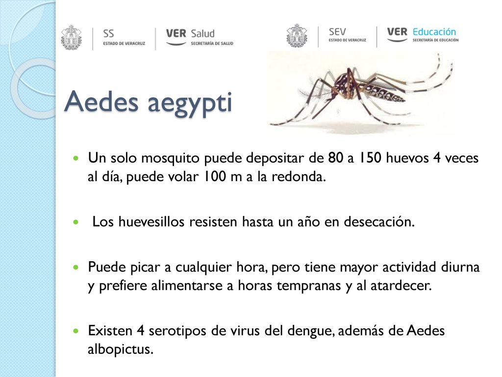 Aedes aegypti Un solo mosquito puede depositar de 80 a 150 huevos 4 veces al día, puede volar 100 m a la redonda.