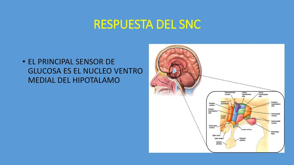 RESPUESTA DEL SNC EL PRINCIPAL SENSOR DE GLUCOSA ES EL NUCLEO VENTRO MEDIAL DEL HIPOTALAMO