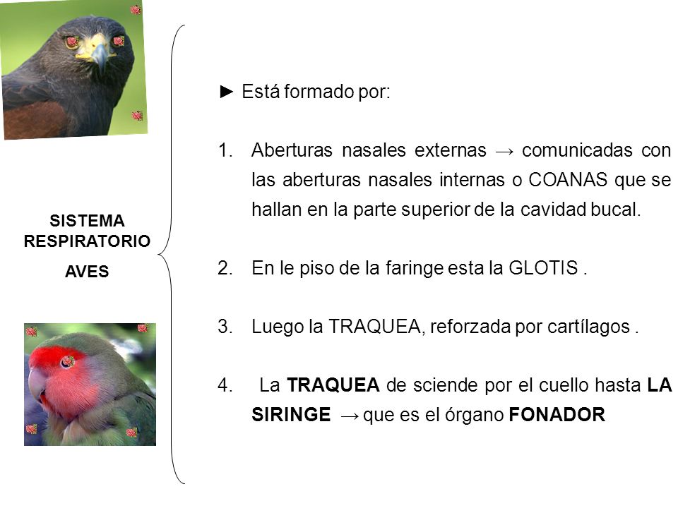 En le piso de la faringe esta la GLOTIS .