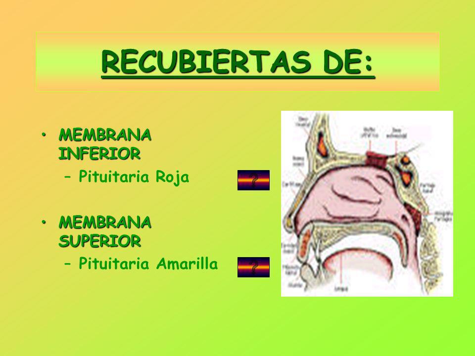 RECUBIERTAS DE: MEMBRANA INFERIOR Pituitaria Roja MEMBRANA SUPERIOR