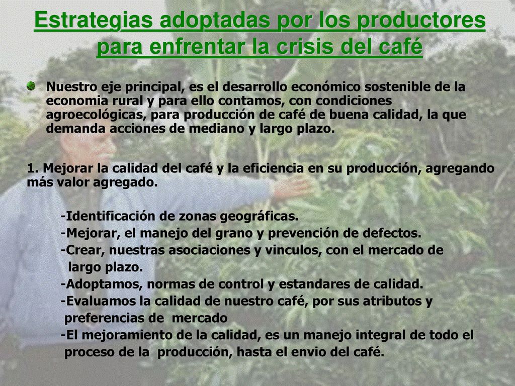 Estrategias adoptadas por los productores para enfrentar la crisis del café