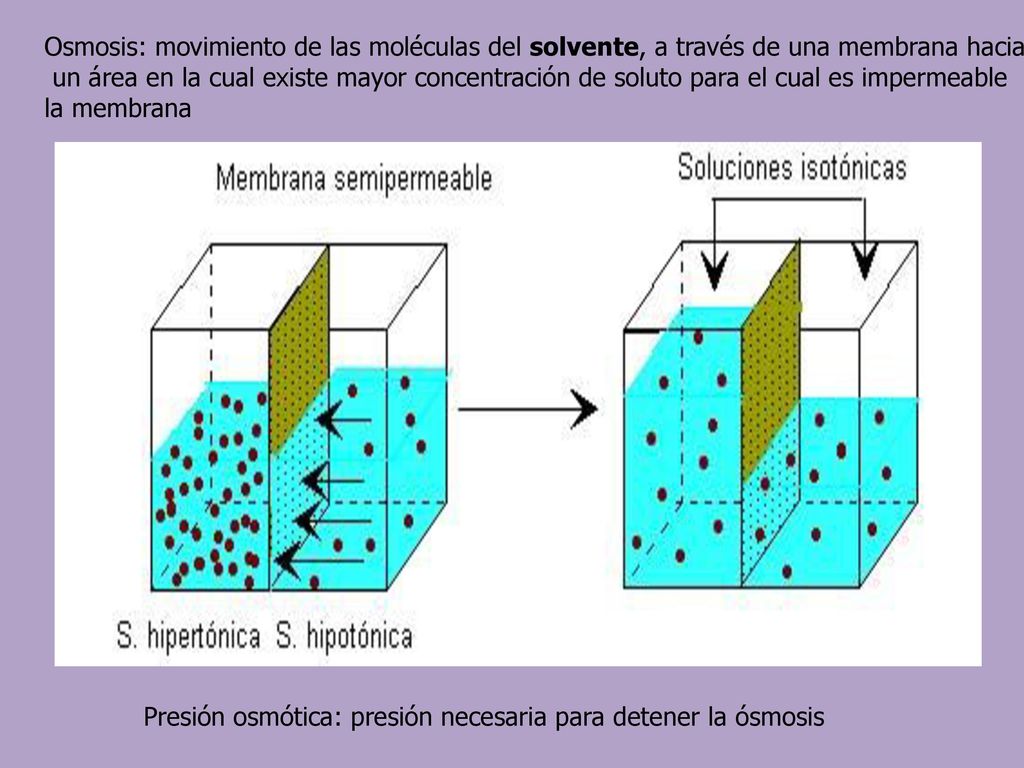 Osmosis: movimiento de las moléculas del solvente, a través de una membrana hacia