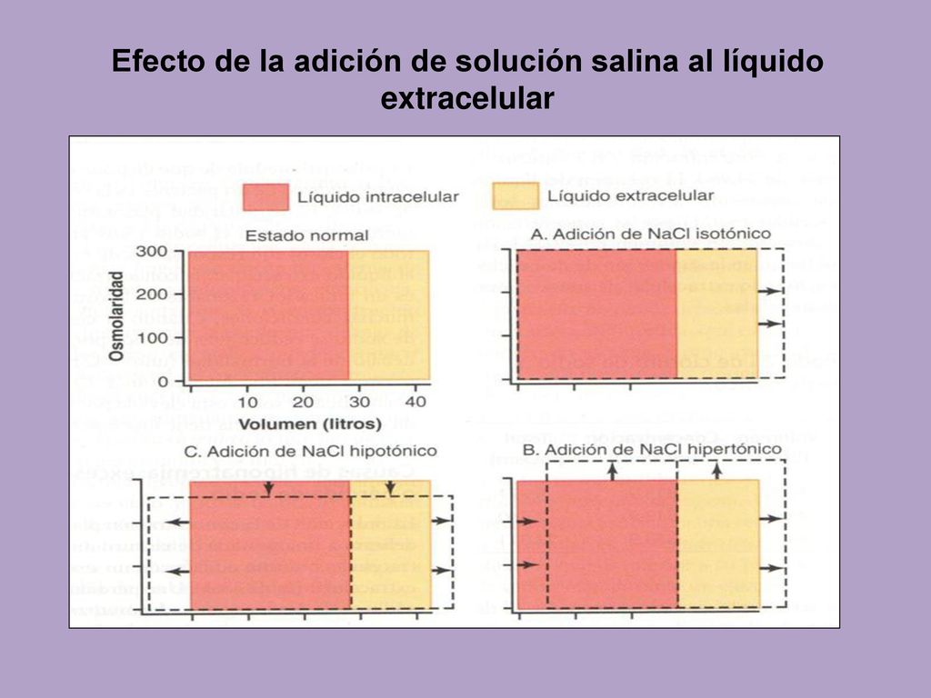 Efecto de la adición de solución salina al líquido extracelular
