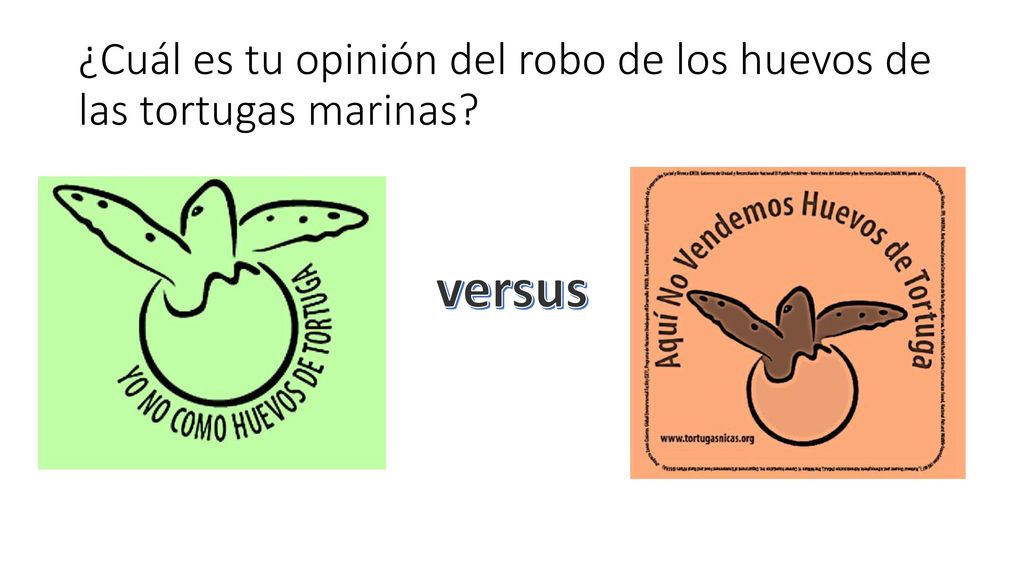 ¿Cuál es tu opinión del robo de los huevos de las tortugas marinas