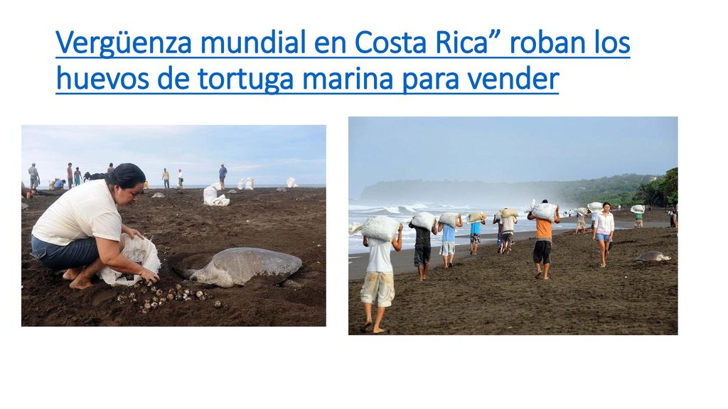 Vergüenza mundial en Costa Rica roban los huevos de tortuga marina para vender