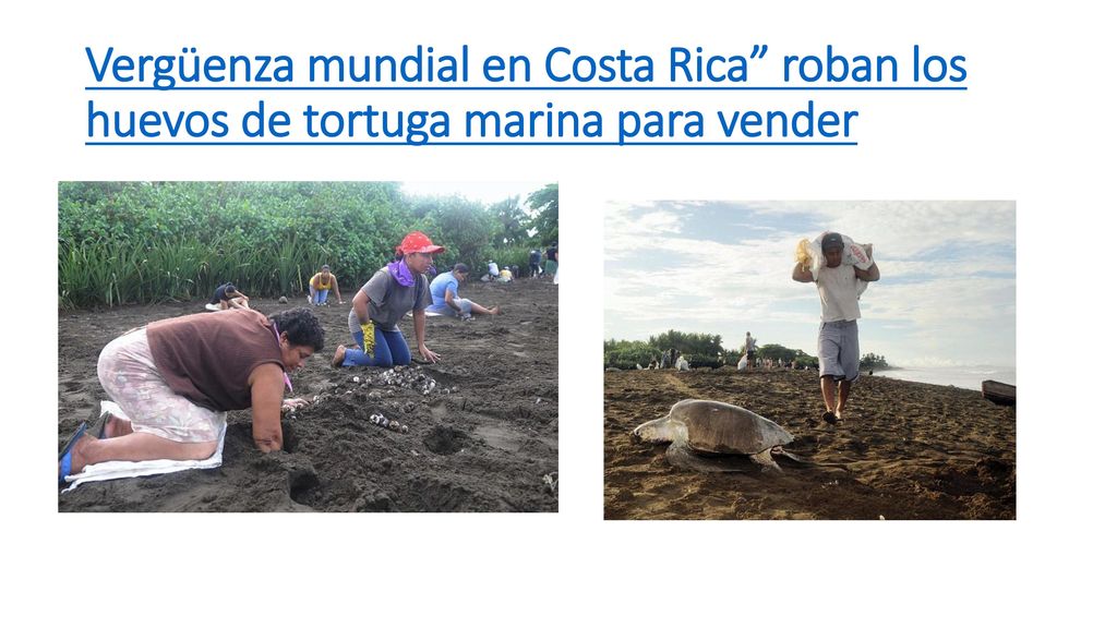 Vergüenza mundial en Costa Rica roban los huevos de tortuga marina para vender