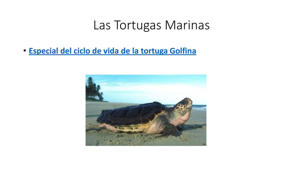 Las Tortugas Marinas Especial del ciclo de vida de la tortuga Golfina