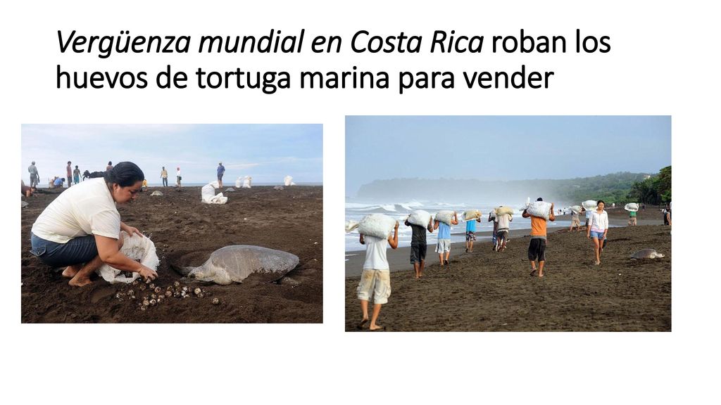 Vergüenza mundial en Costa Rica roban los huevos de tortuga marina para vender
